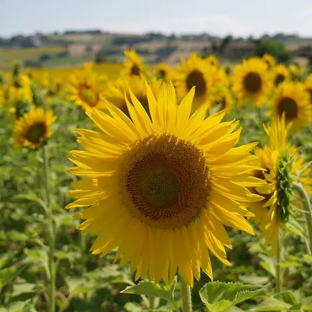 Castellino Pigro